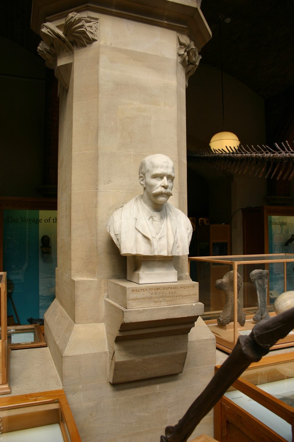 Walter Frank Raphael Weldon's bust, Oxford University Museum of Natural History, Oxford - 01.JPG